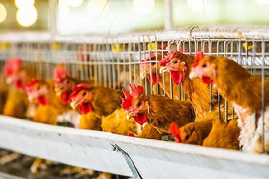 養雞場